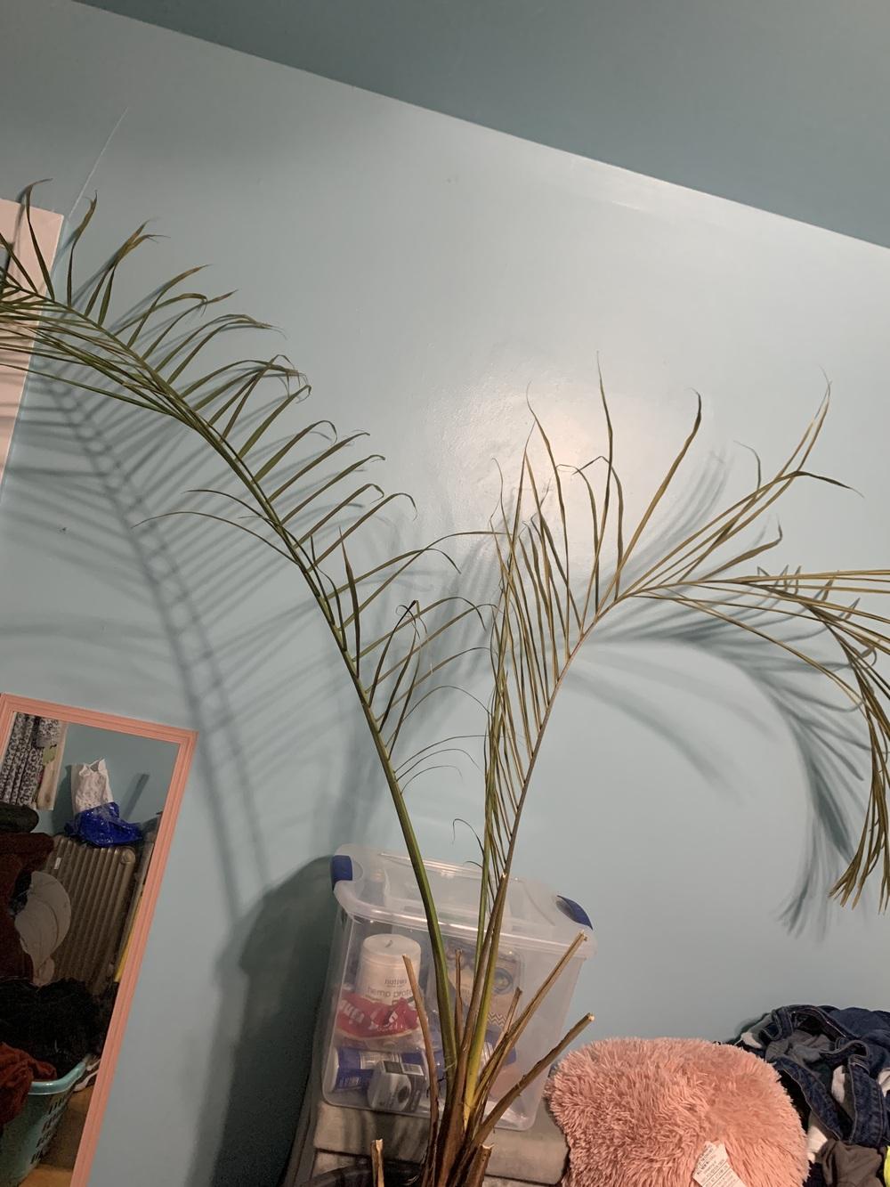 Majesty Palm dying in the Houseplants forum