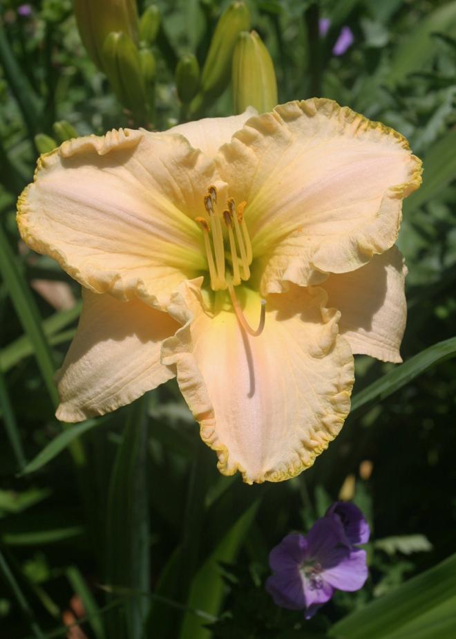 Daylily (Hemerocallis 'Origami Pink Wink') in the Daylilies Database