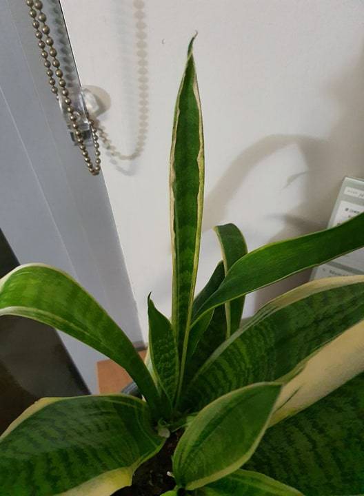 Snake Plant leaf drooping and curling inwards in the Ask a Question