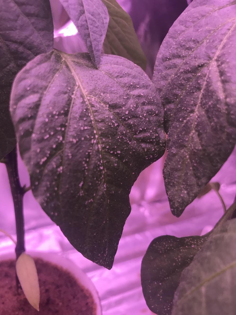 Crystals on my peppers? in the Ask a Question forum