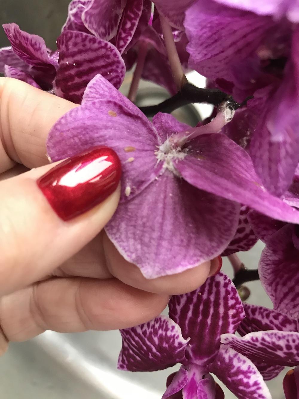 Orchid sticky spots in the Orchids forum