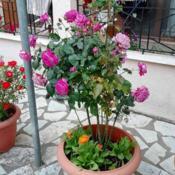 Rose Rosa Blue River In The Roses Database Garden Org