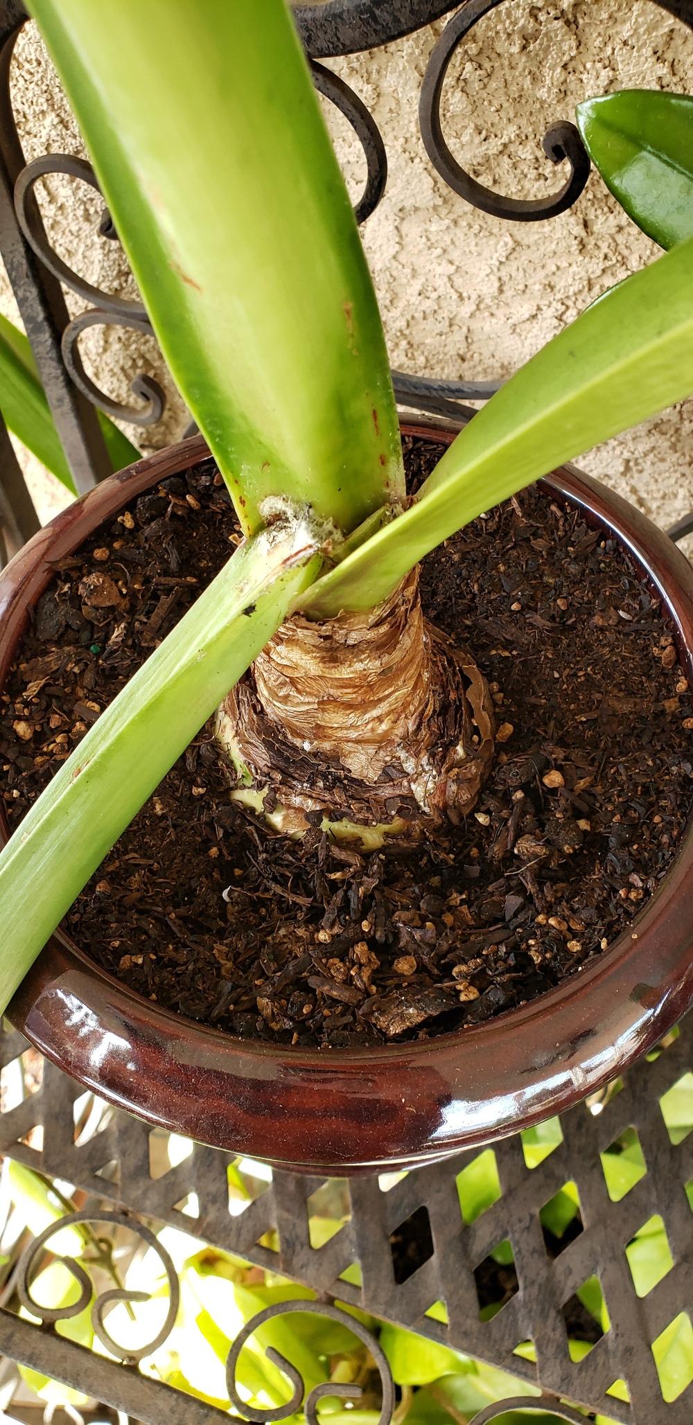 Amaryllis And Hippeastrum Forum Amaryllis Mold Fungus Garden Org