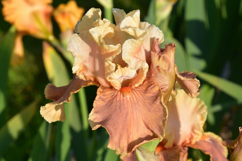 Tall Bearded Iris (Iris 'Oiseau Lyre') in the Irises Database