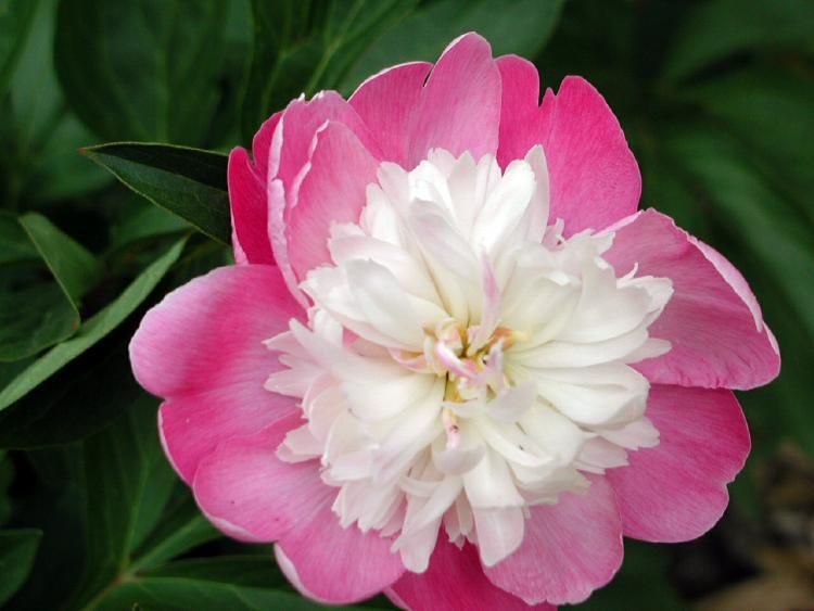 Chinese Peony (Paeonia lactiflora 'Lian Tai') in the Peonies Database