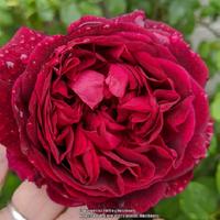 Photo of the bloom of English Shrub Rose (Rosa 'Munstead Wood') posted ...