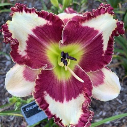 Daylily (Hemerocallis 'Cherries in the Snow') in the Daylilies Database