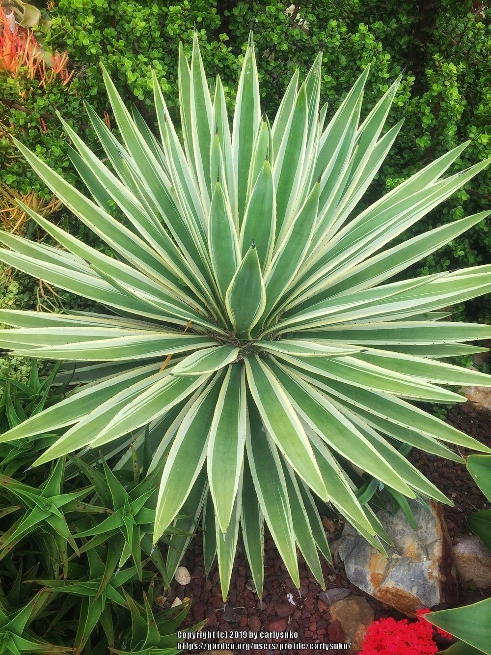 Caribbean Agave (Agave angustifolia) in the Agaves Database