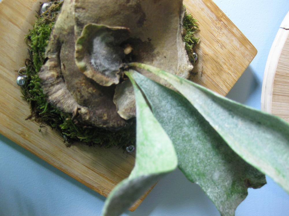 Ask A Question Forum Are My Staghorn Ferns Dead Dying Garden Org