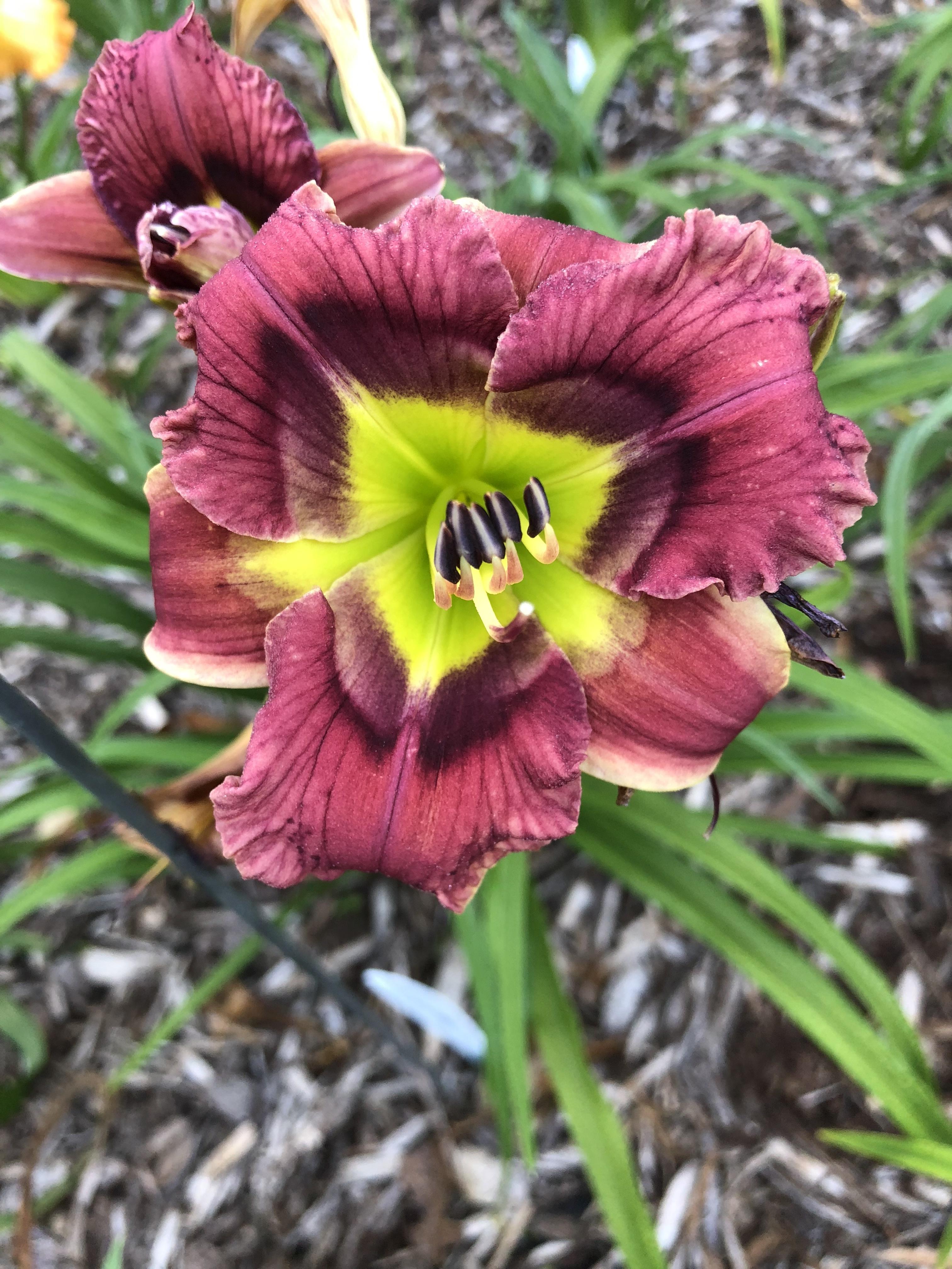 Photo of the bloom of Daylily (Hemerocallis 'Mark of the King') posted