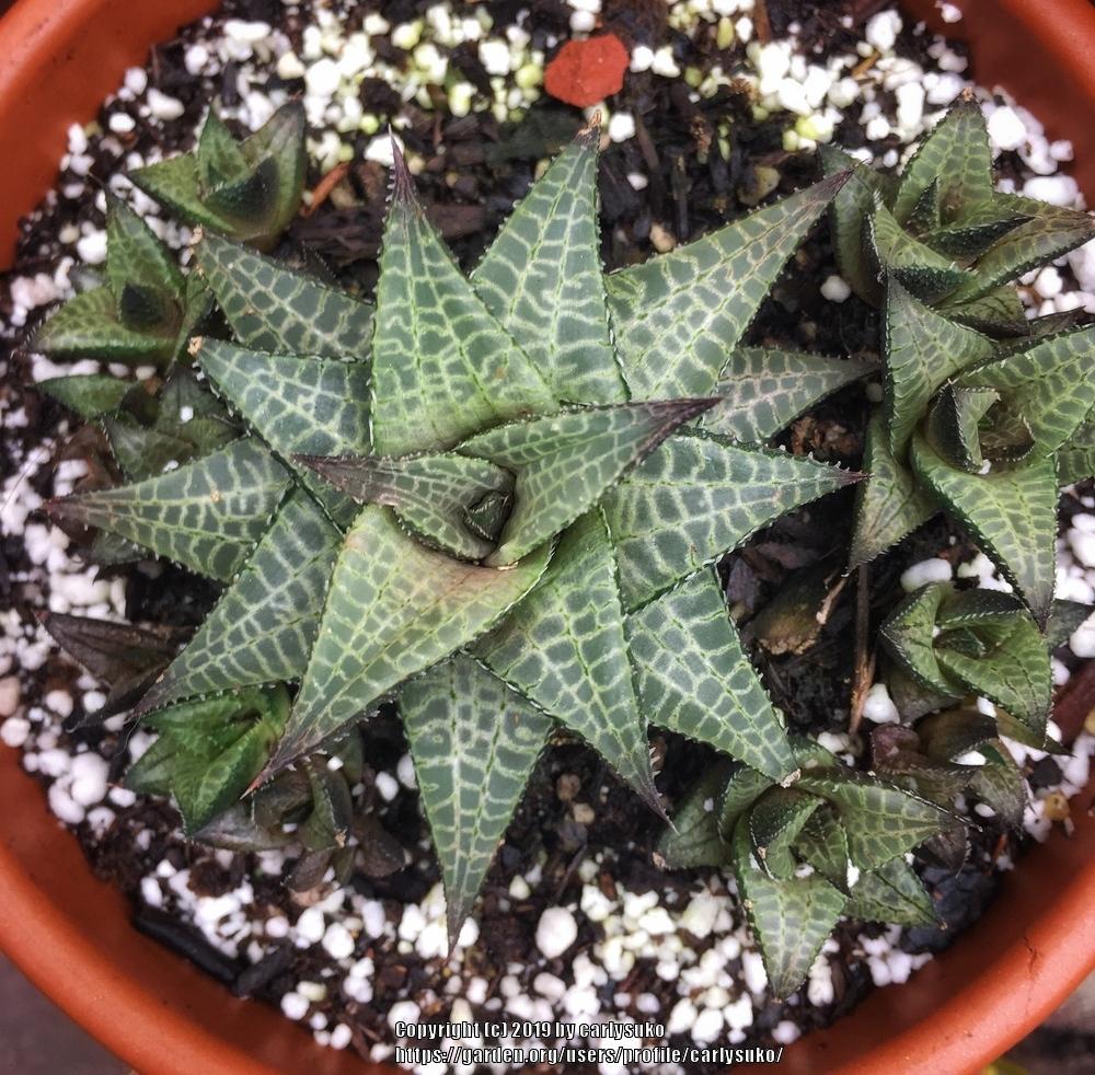 Haworthia (Haworthiopsis tessellata)
