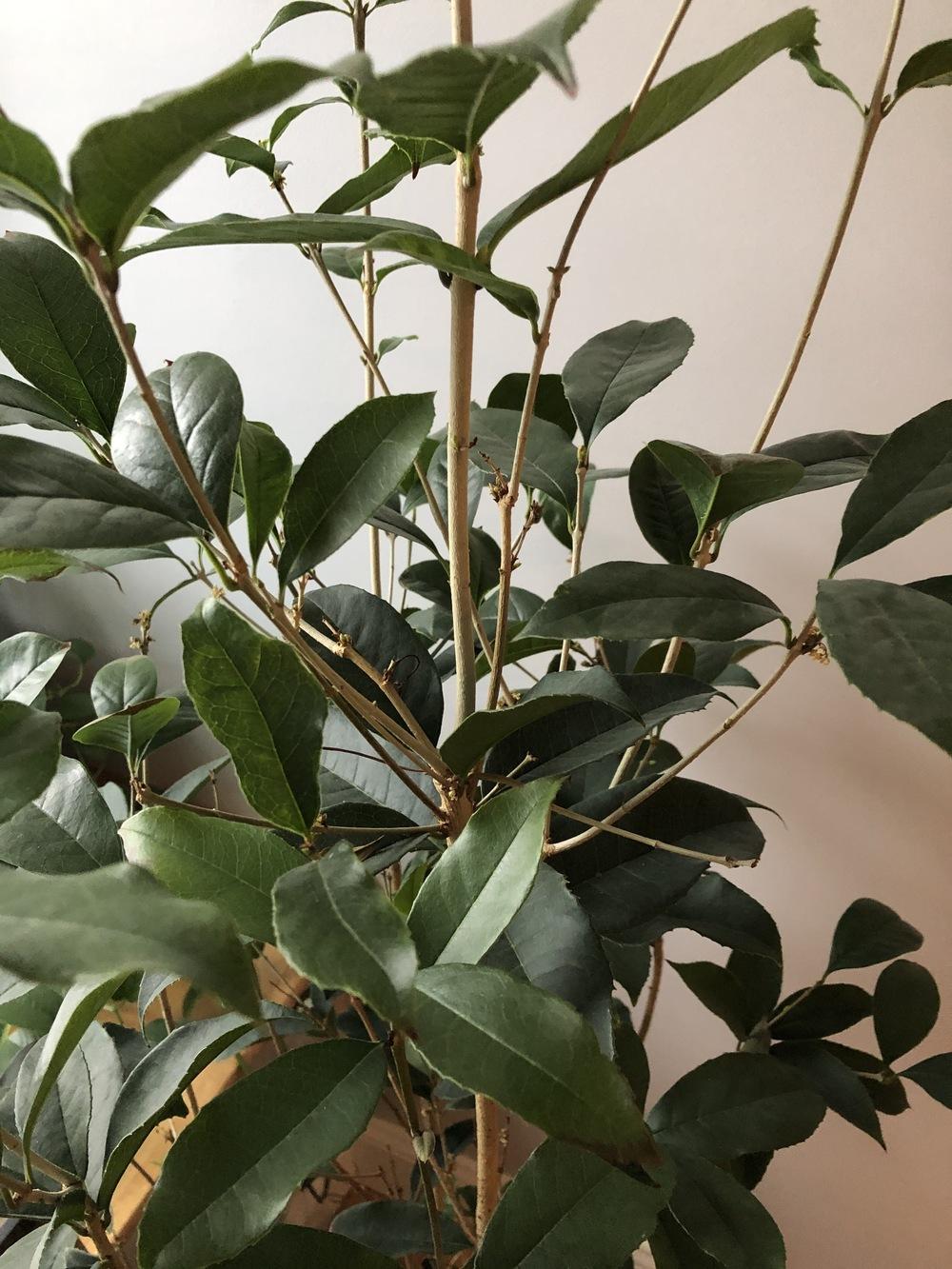 Ask A Question Forum Olive Tree Leaf Fall Garden Org