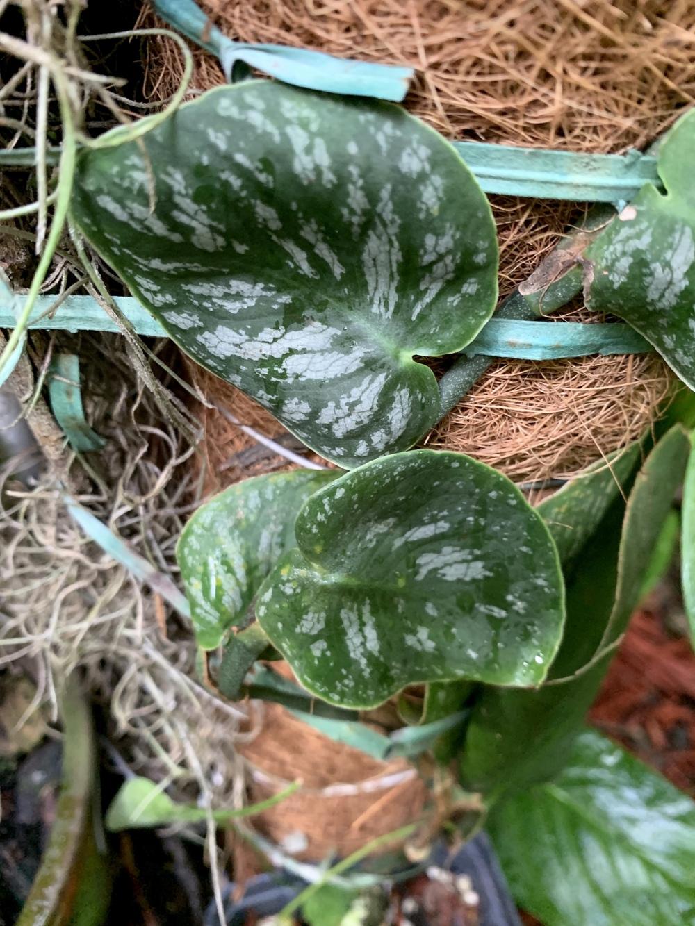 Philodendrons Elephant Ears And Other Aroids Forum Propagating My Monstera Dubia Garden Org