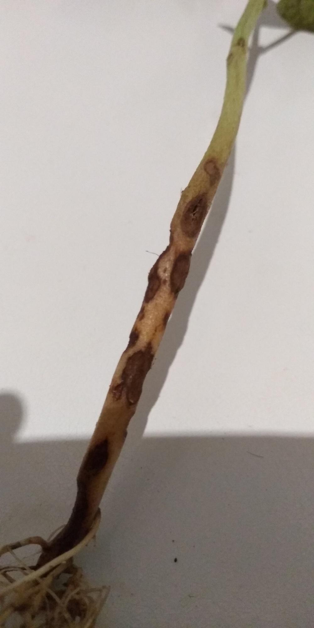 Heavily damaged stem in the Pests and Diseases forum