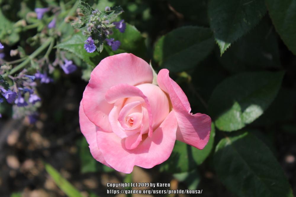 Photo of the bloom of Rose (Rosa 'April in Paris') posted by kousa