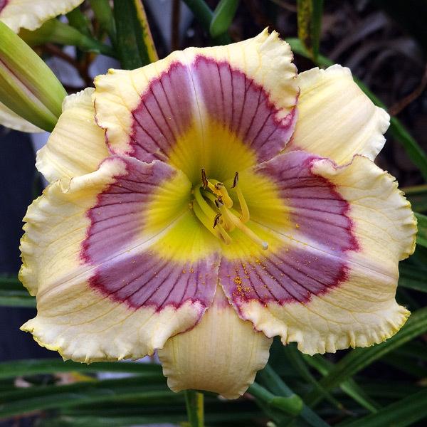 Daylily (Hemerocallis 'Ripples in Time') in the Daylilies Database ...