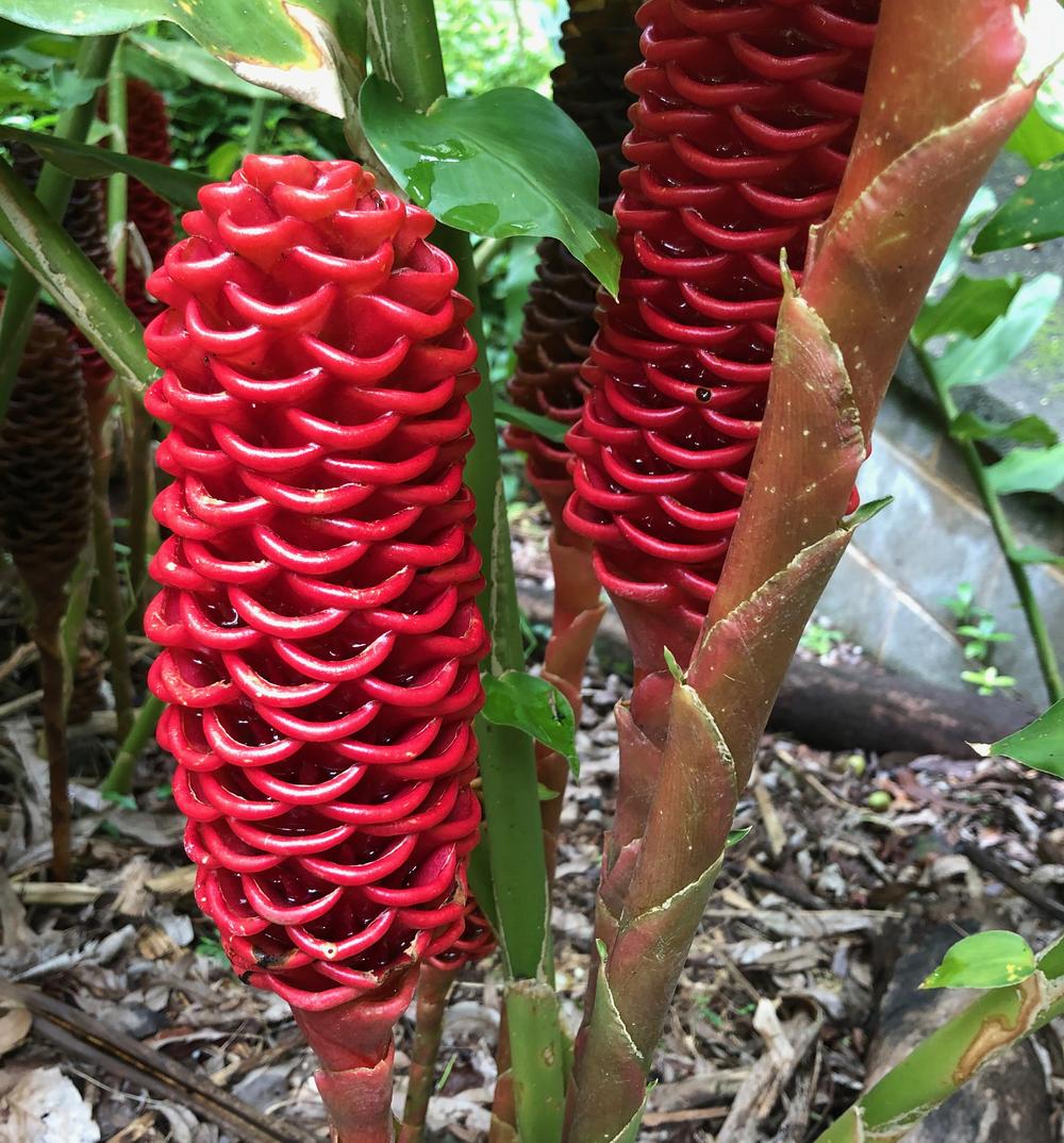 Photo of the bloom of Beehive Ginger (Zingiber spectabile) posted by