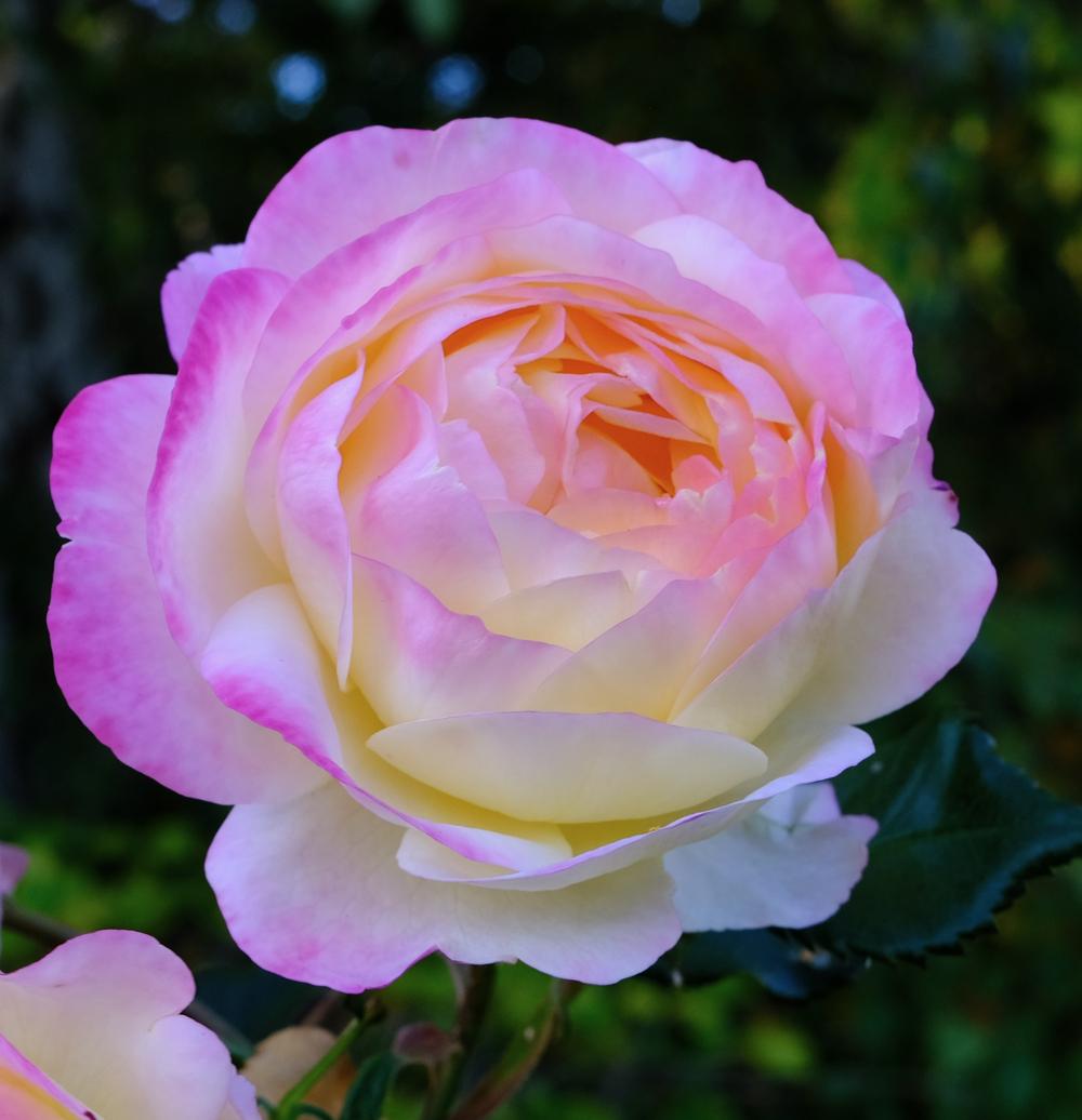 Photo of the bloom of Rose (Rosa 'Life of the Party') posted by