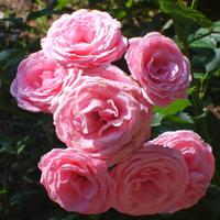 Rose (Rosa 'Pink Rosette') in the Roses Database - Garden.org
