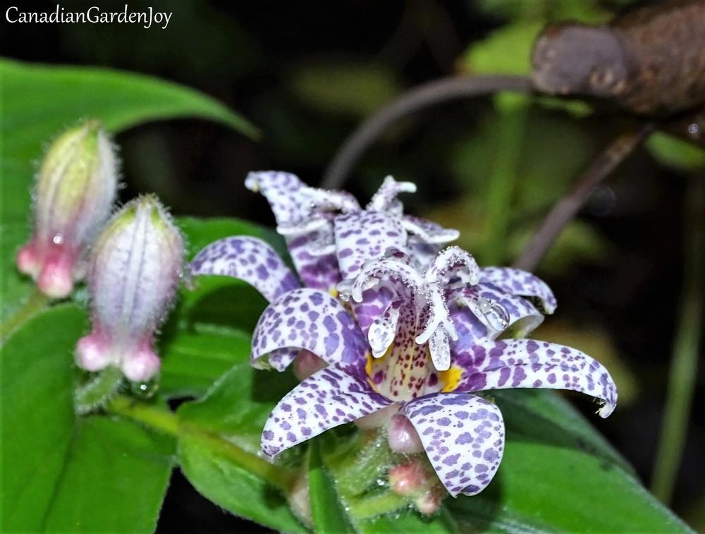 Toad Lilies Plant Care and Collection of Varieties