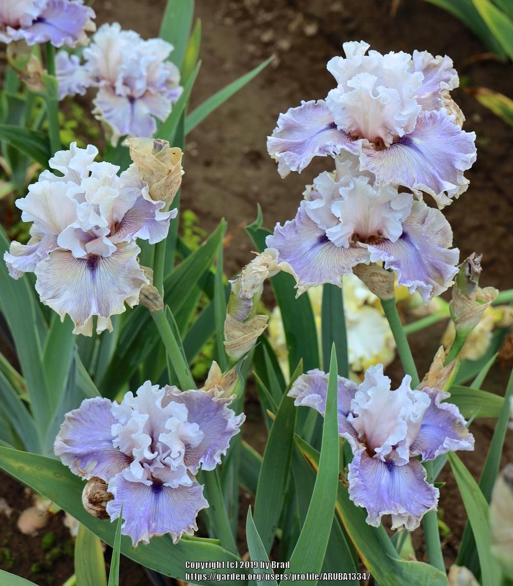 Photo of the bloom of Tall Bearded Iris (Iris 'Trending') posted by