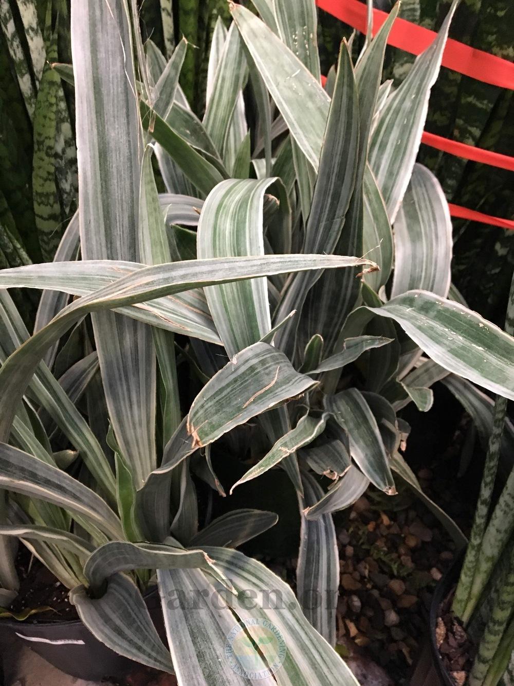Snake Plant Sansevieria Sayuri In The Snake Plants Database Garden Org