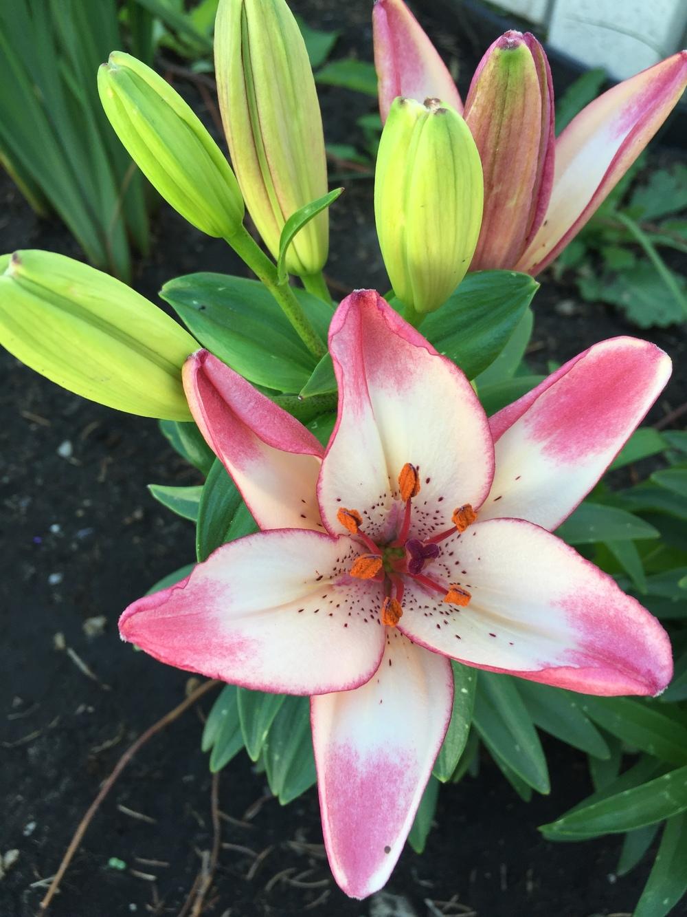 Lily (Lilium 'Confetti Joy') in the Lilies Database
