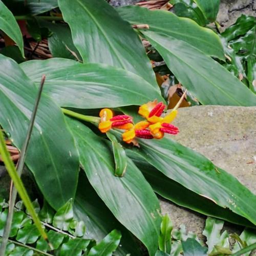 Ginger Lily (Hedychium horsfieldii) in the Ginger Lilies Database