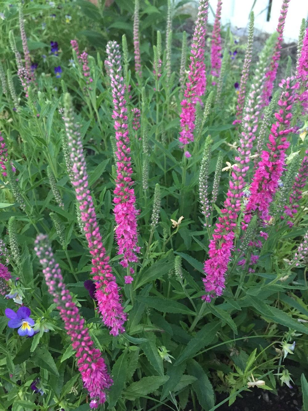 Veronicas Plant Care and Collection of Varieties