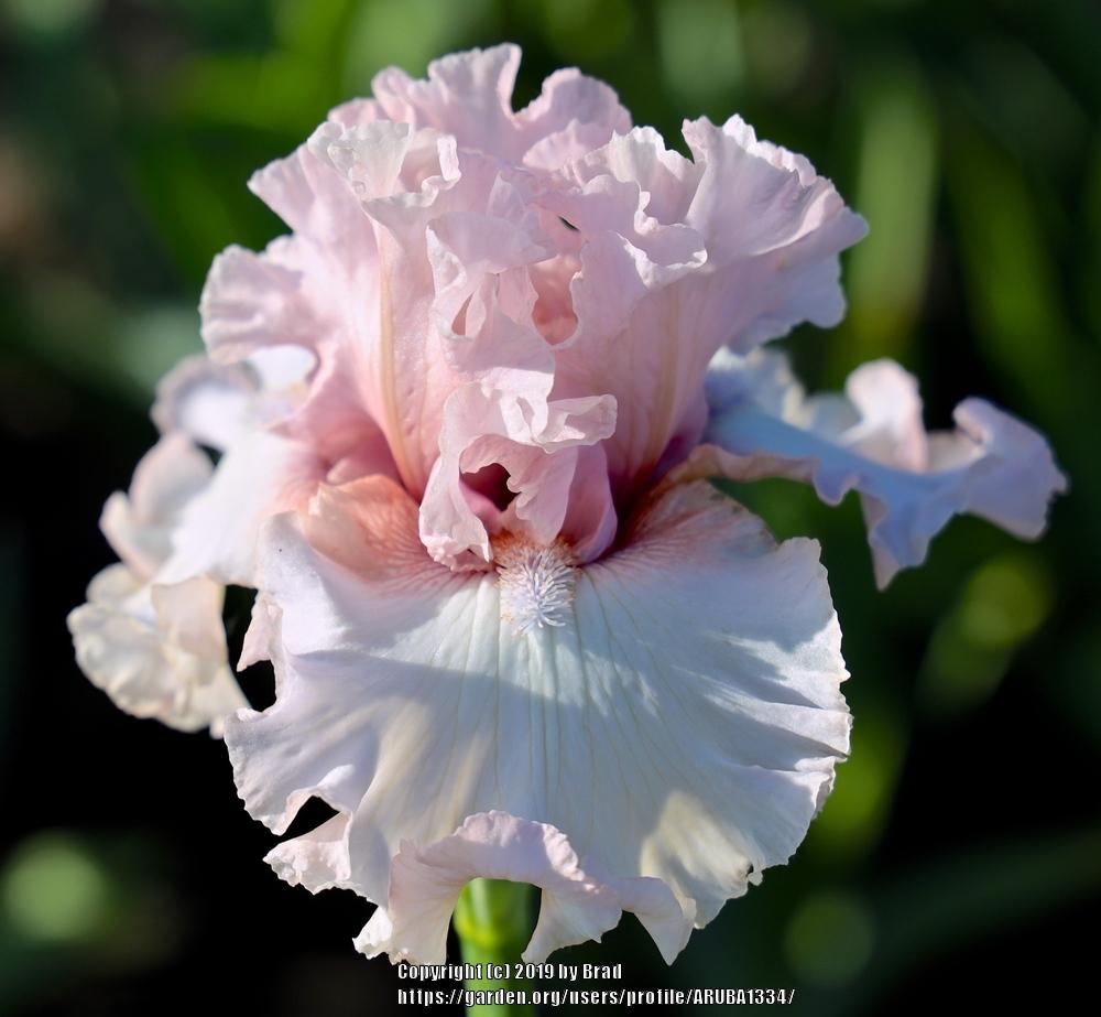 Photo of the bloom of Tall Bearded Iris (Iris 'Blushing Moment') posted