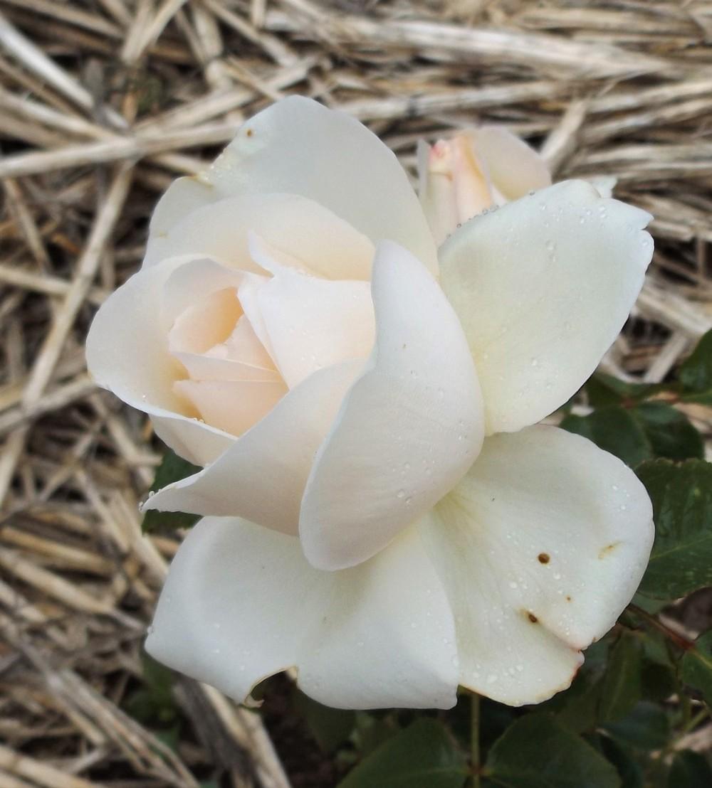 Rose (Rosa 'Auckland Metro') in the Roses Database