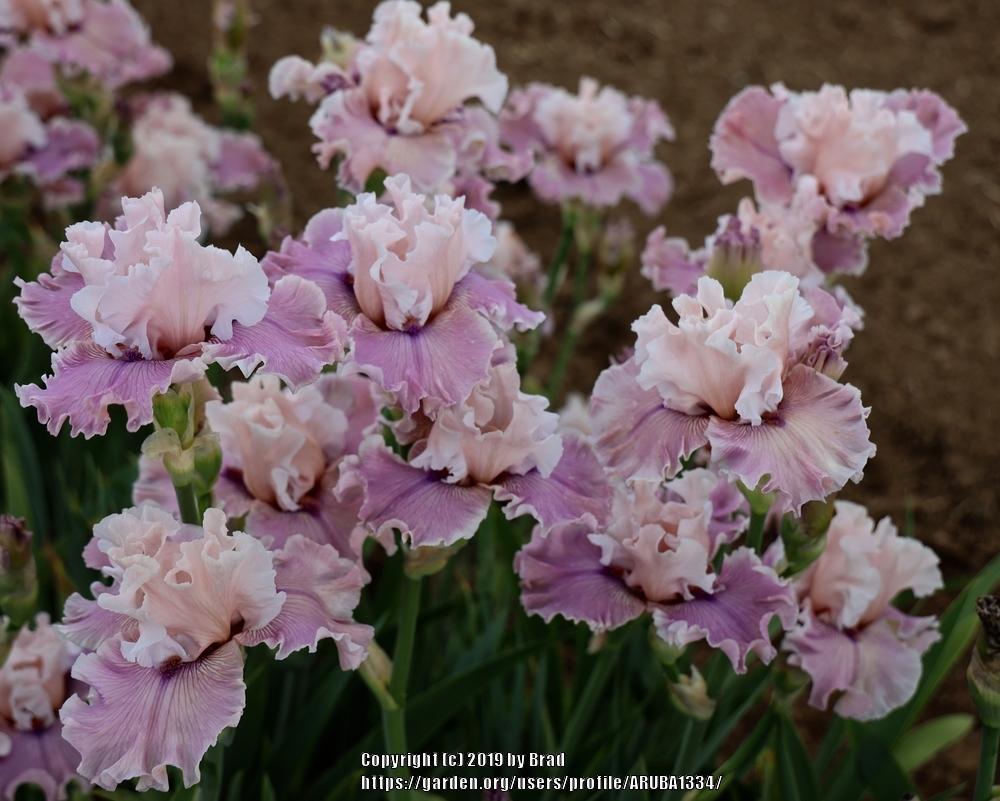 Photo of the bloom of Tall Bearded Iris (Iris 'Mystic Art') posted by