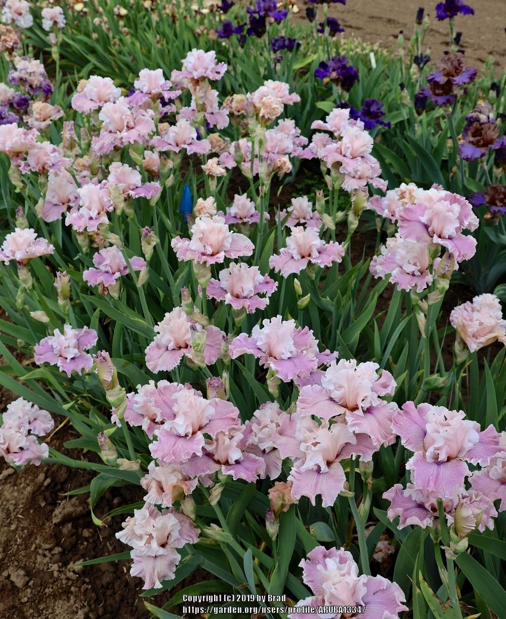 Photo of the bloom of Tall Bearded Iris (Iris 'Mystic Art') posted by