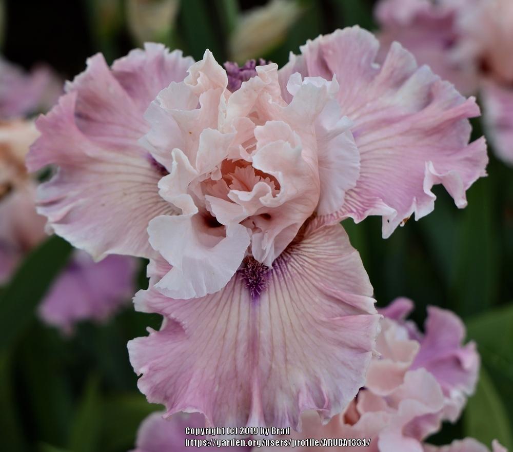 Photo of the bloom of Tall Bearded Iris (Iris 'Mystic Art') posted by