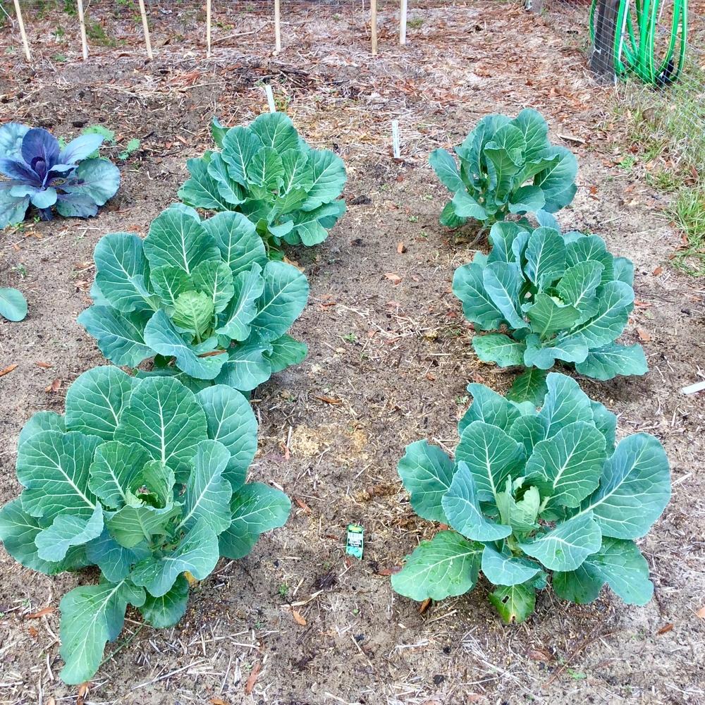 My Winter Garden in Zone 8B in the Vegetables and Fruit forum