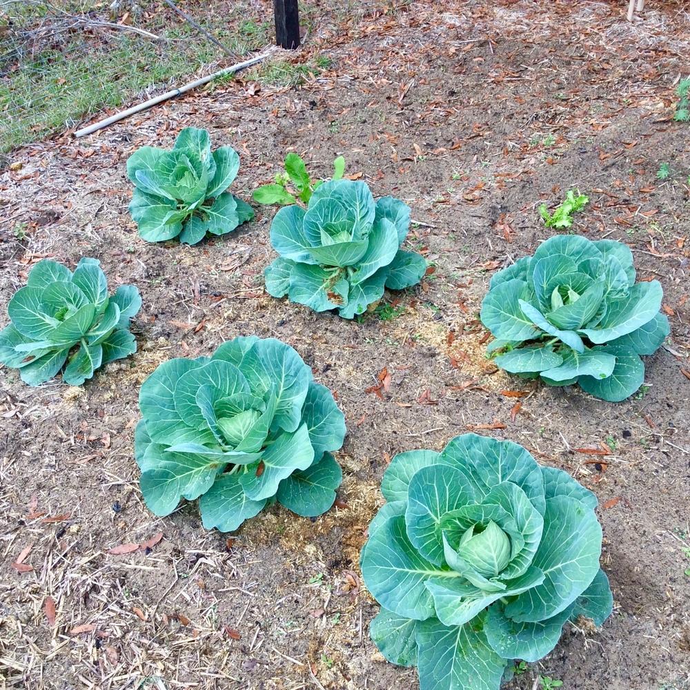 My Winter Garden in Zone 8B in the Vegetables and Fruit forum