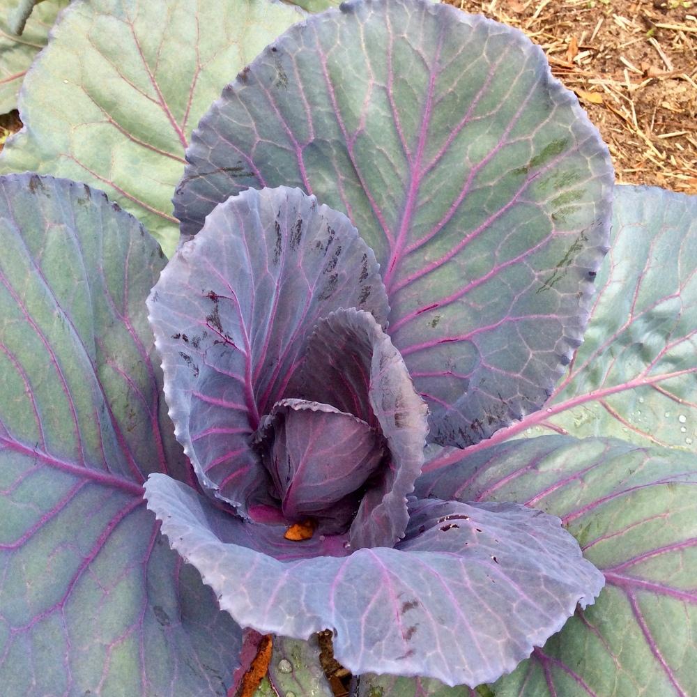 My Winter Garden in Zone 8B in the Vegetables and Fruit forum