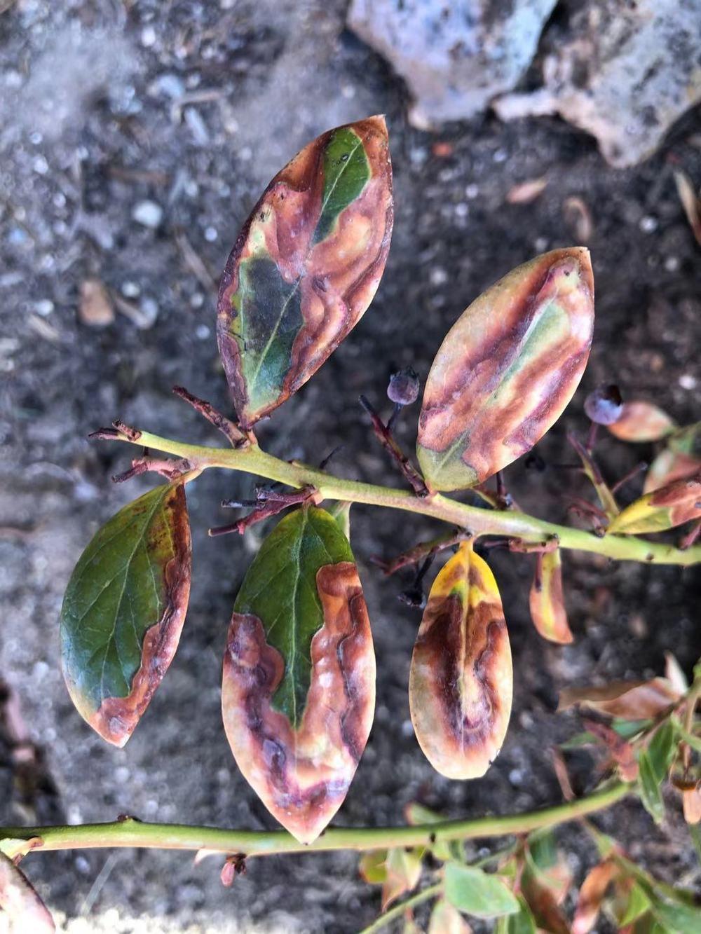 Blueberry Bush Turning Purple Leaves My XXX Hot Girl