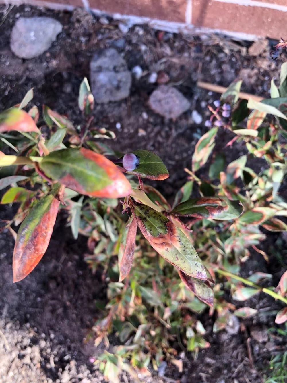 blueberry leaf burnt from edge worse is it transfer to other plant in