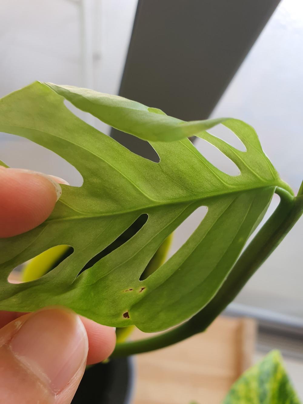 Ask A Question Forum Black Spots On Monstera Adansonii Leaf Garden Org