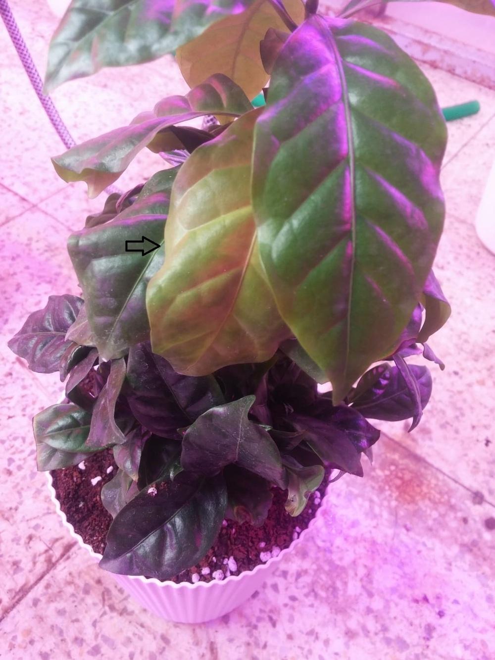 Nutritional defficieny (yellowing on leaves) on coffee plant in the Pests and Diseases forum