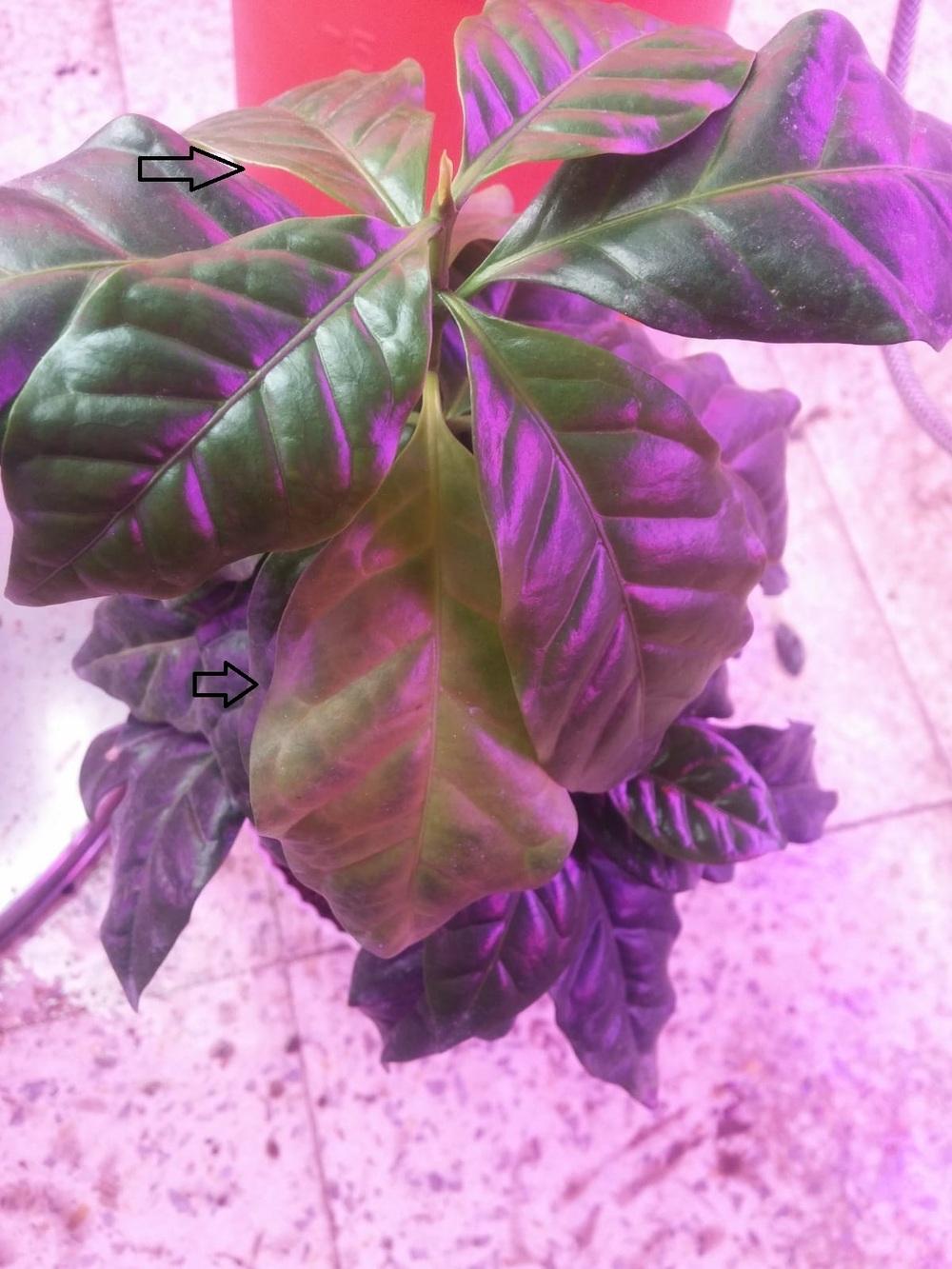 Nutritional defficieny (yellowing on leaves) on coffee plant in the Pests and Diseases forum