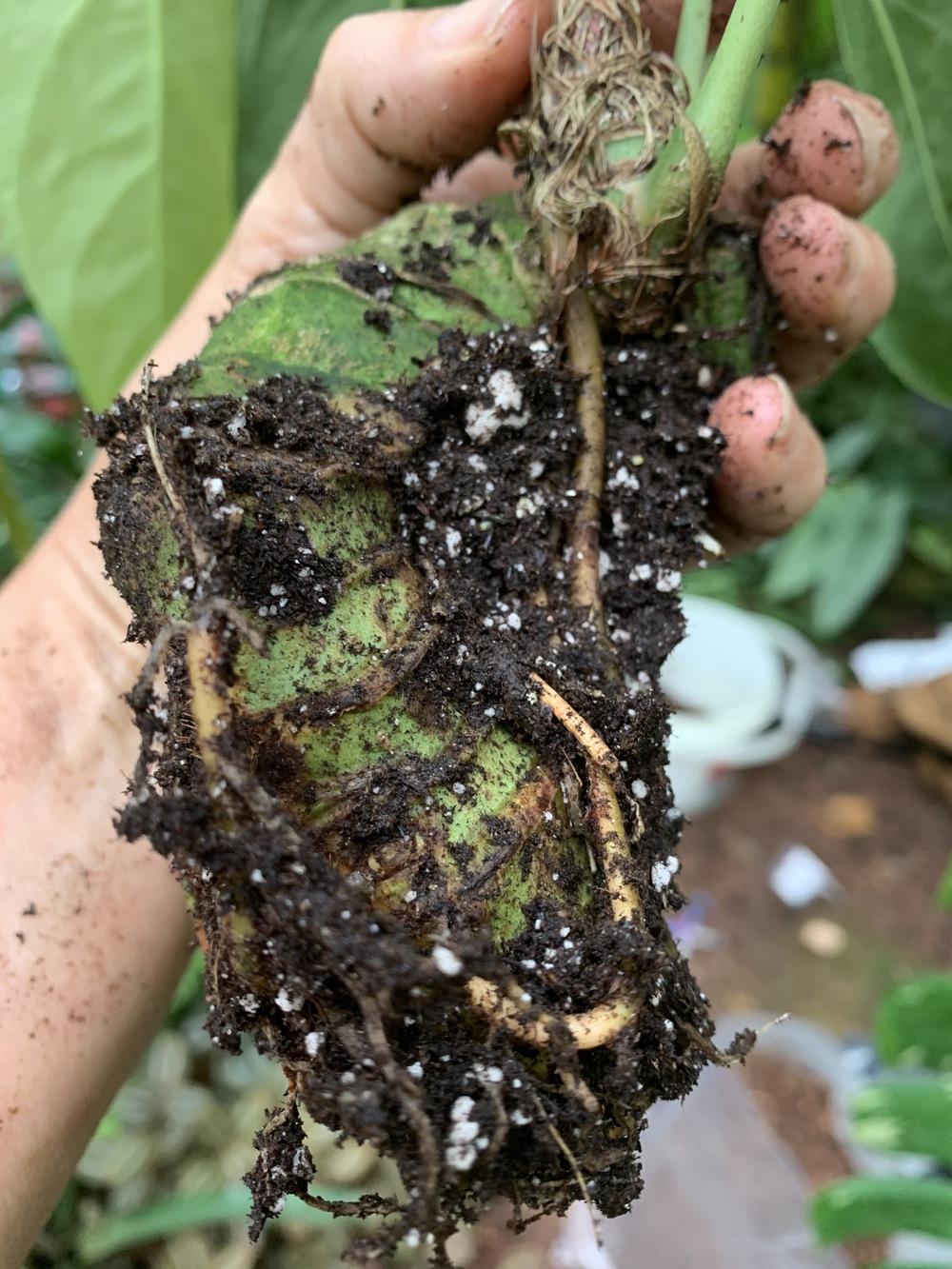 The best soil mix for Tropicals and Aroids! in the Philodendrons