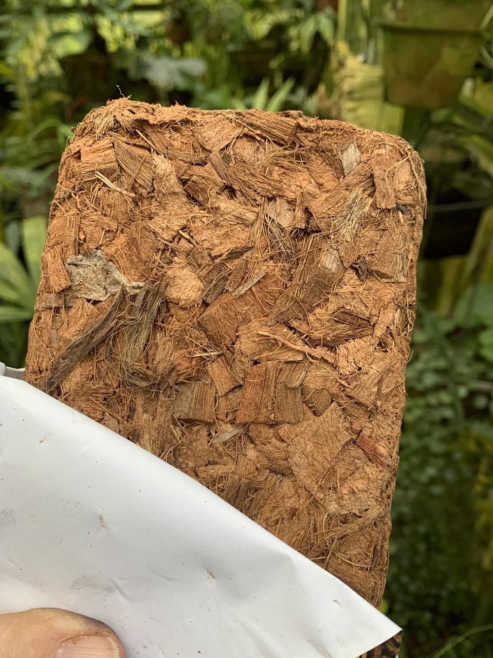 The best soil mix for Tropicals and Aroids! in the Philodendrons