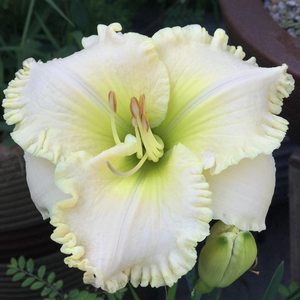 Daylily (Hemerocallis 'J.T. Davis') in the Daylilies Database