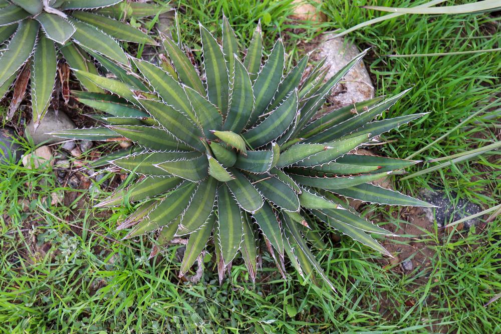 Thorncrest Century Plant (Agave univittata) in the Agaves Database