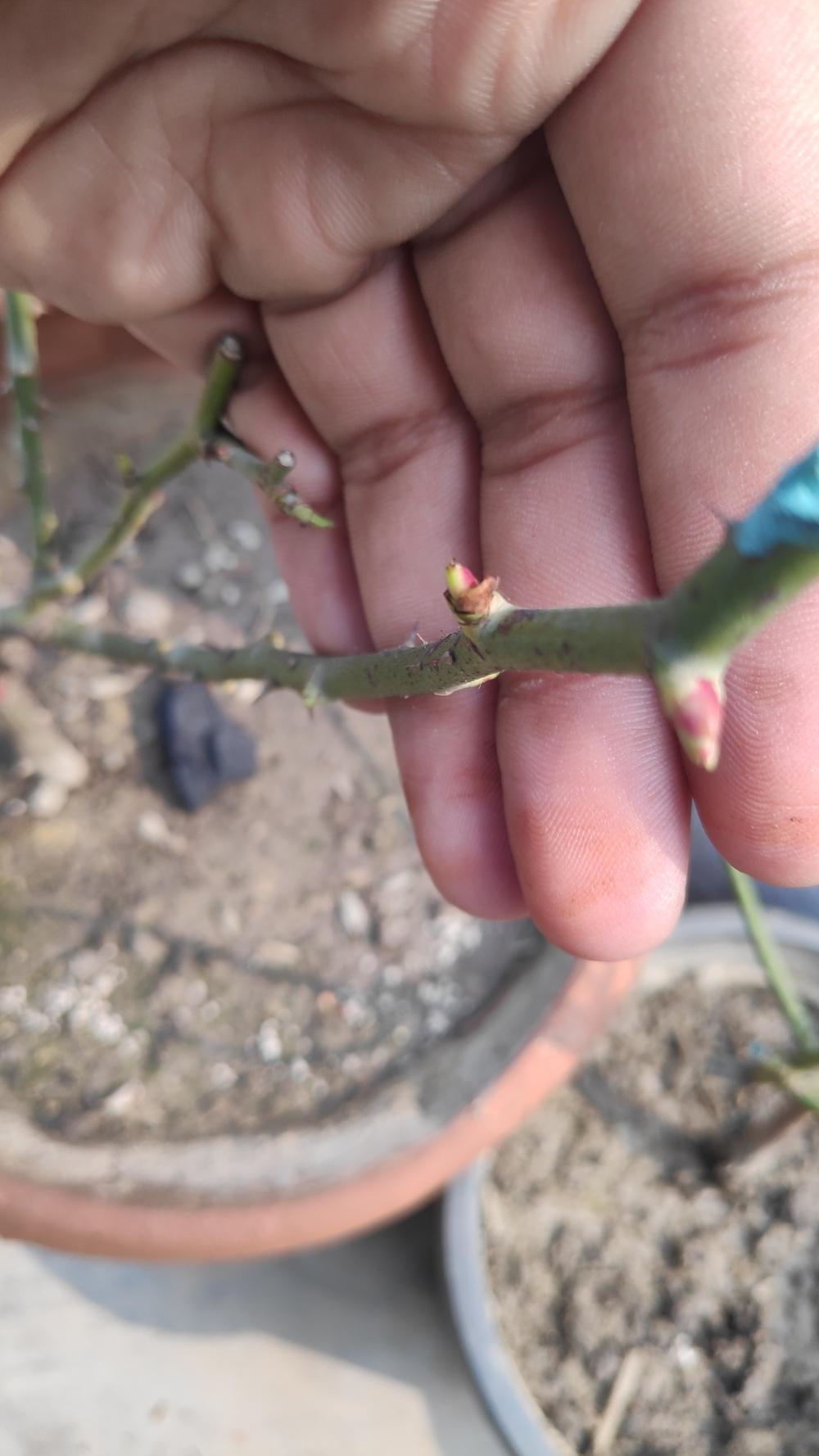 New shoots on roses dies in the Roses forum