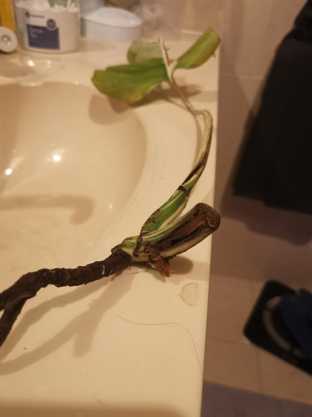 Propagation Forum Monstera Albo In Trouble Root Rot When Propagating Garden Org