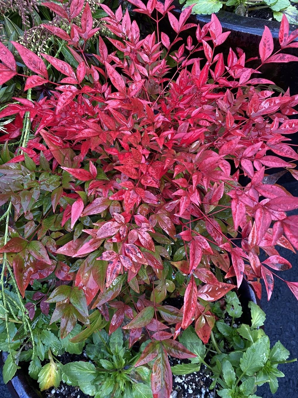Photo of the entire plant of Heavenly Bamboo (Nandina domestica