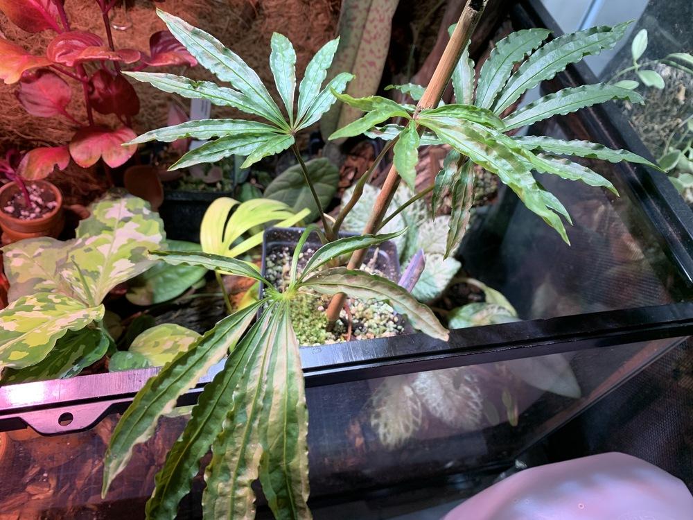 TÌNH YÊU CÂY CỎ ĐV.3 - Page 43 A1dbce